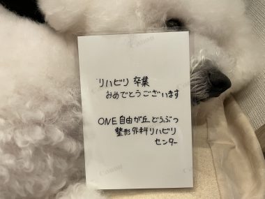 ビションフリーゼ　おもち  ふくらむちゃんリハビリ卒業！ IMG_9545-380x285