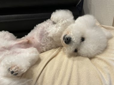 ビションフリーゼ　おもち  ふくらむちゃんリハビリ卒業！ IMG_9547-380x285