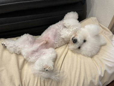ビションフリーゼ　おもち  ふくらむちゃんリハビリ卒業！ IMG_9548-380x285