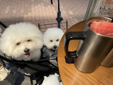 ビションフリーゼ　おもち  おもふくおじ飲み IMG_9553-380x285