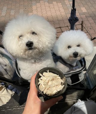 ビションフリーゼ　おもち  おもふくおじ飲み IMG_9554-321x380