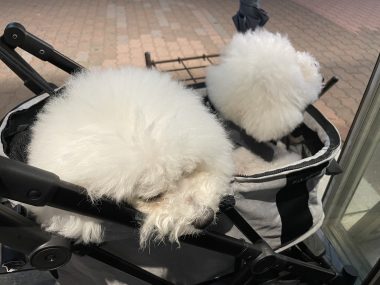 ビションフリーゼ　おもち  おもふくおじ飲み IMG_9559-380x285