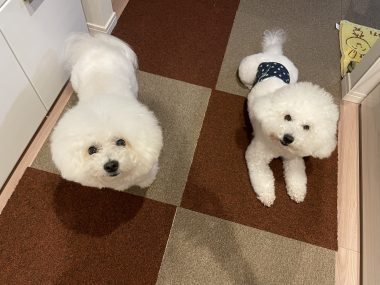 ビションフリーゼ　おもち  ふくらむちゃんが走ったよって伝えなきゃ！ IMG_9582-380x285