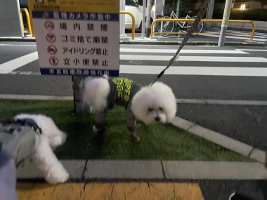 ビションフリーゼ　おもち  ふくらむちゃんが走ったよって伝えなきゃ！ IMG_9586-380x285