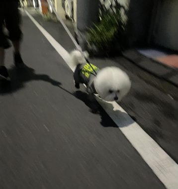 ビションフリーゼ　おもち  ふくらむちゃんが走ったよって伝えなきゃ！ IMG_9588-358x380