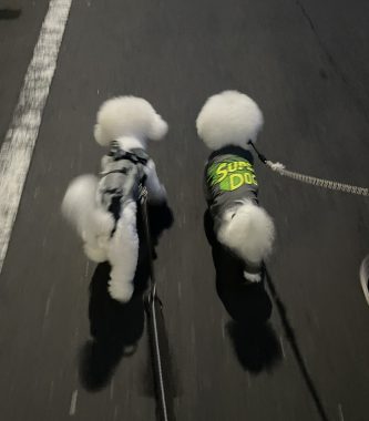 ビションフリーゼ　おもち  ふくらむちゃんが走ったよって伝えなきゃ！ IMG_9592-333x380