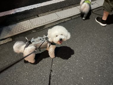 ビションフリーゼ　おもち  ふくらむちゃんが走ったよって伝えなきゃ！ IMG_9596-380x285