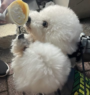 ビションフリーゼ　おもち  ふくらむちゃんが走ったよって伝えなきゃ！ IMG_9602-360x380