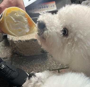 ビションフリーゼ　おもち  ふくらむちゃんが走ったよって伝えなきゃ！ IMG_9603_Original-380x364