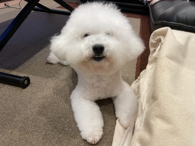 ビションフリーゼ　おもち  ふくらむちゃんが走ったよって伝えなきゃ！ IMG_9604-380x285