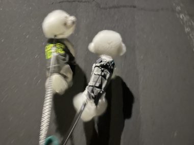 ビションフリーゼ　おもち  おもちふくらむ 7月24日(木曜) IMG_9684-380x285
