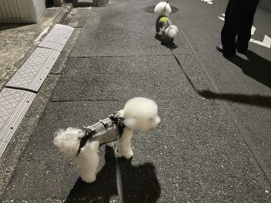 ビションフリーゼ　おもち  おもちふくらむ 7月24日(木曜) IMG_9686-380x285