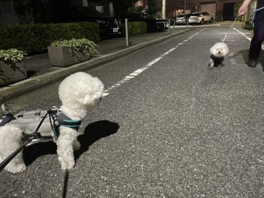 ビションフリーゼ　おもち  おもちふくらむ 7月24日(木曜) IMG_9689-380x285