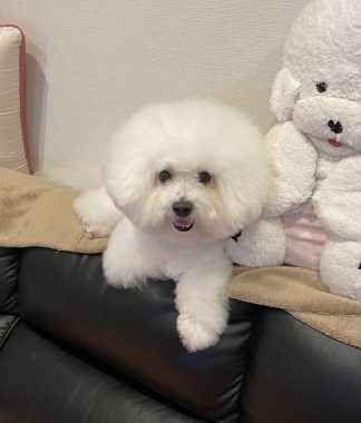 ビションフリーゼ　おもち  おもちふくらむ 7月24日(木曜) IMG_9693-324x380
