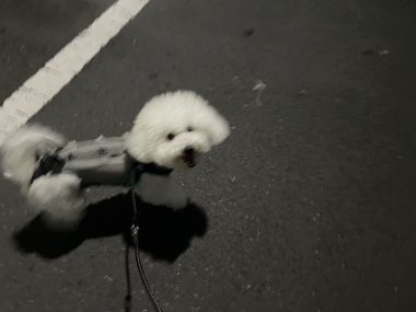 ビションフリーゼ　おもち  ふくらむ、アイライナー先生も卒業(;o;) IMG_9713-380x285