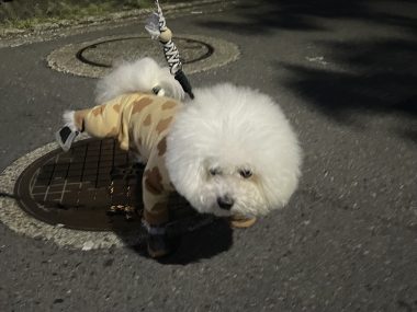 ビションフリーゼ　おもち  ふくらむ、アイライナー先生も卒業(;o;) IMG_9719-380x285