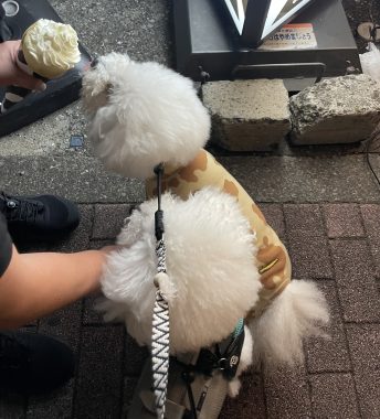 ビションフリーゼ　おもち  ふくらむ、アイライナー先生も卒業(;o;) IMG_9721-344x380