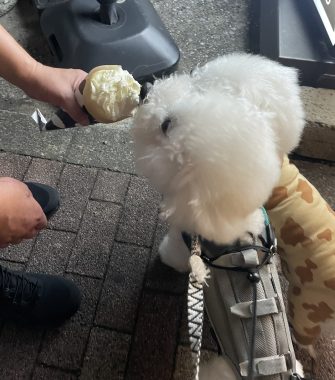ビションフリーゼ　おもち  ふくらむ、アイライナー先生も卒業(;o;) IMG_9722-335x380