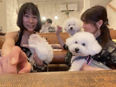 ビションフリーゼ　おもち  ソラマメムギ♡マメを思う会 IMG_0007-scaled-e1755196197816-380x285