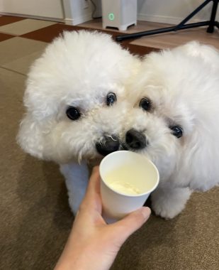 ビションフリーゼ　おもち  おもちふく、パップカップとササミのお店 IMG_0075-309x380