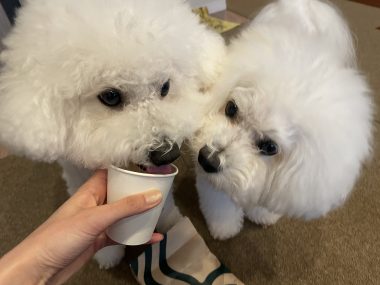 ビションフリーゼ　おもち  おもちふく、パップカップとササミのお店 IMG_0078-380x285