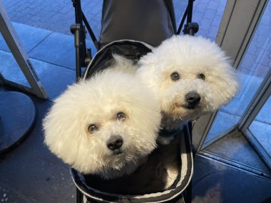 ビションフリーゼ　おもち  おもちふく、パップカップとササミのお店 IMG_0086-380x285