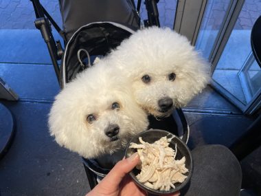 ビションフリーゼ　おもち  おもちふく、パップカップとササミのお店 IMG_0089-380x285