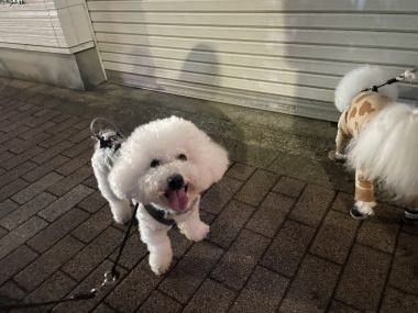 ビションフリーゼ　おもち  おもちふく、パップカップとササミのお店 IMG_0093-380x285
