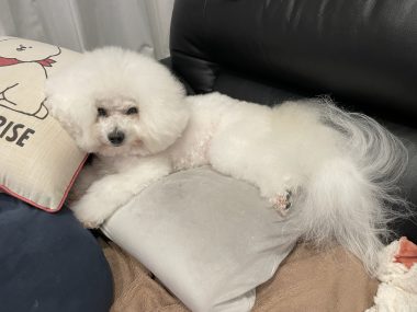 ビションフリーゼ　おもち  おもちふく、パップカップとササミのお店 IMG_0094-380x285