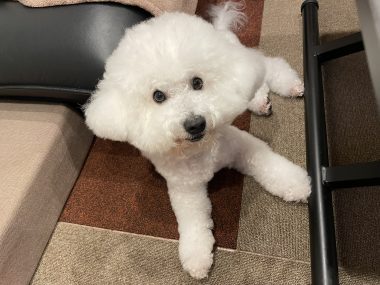 ビションフリーゼ　おもち  おもちふく、パップカップとササミのお店 IMG_0095-380x285