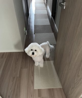 ビションフリーゼ　おもち  おもちふく散歩彡彡 IMG_0144-321x380