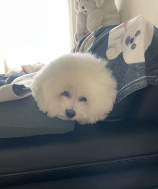 ビションフリーゼ　おもち  おもちふく散歩彡彡 IMG_0145-318x380