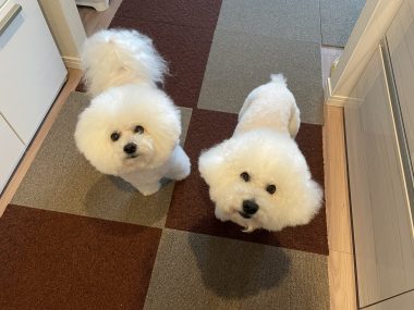 ビションフリーゼ　おもち  おもちふく散歩彡彡 IMG_0146-380x285