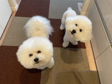 ビションフリーゼ　おもち  おもちふく散歩彡彡 IMG_0147-380x285