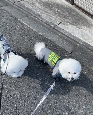 ビションフリーゼ　おもち  アジア的なスーパー IMG_0160-305x380