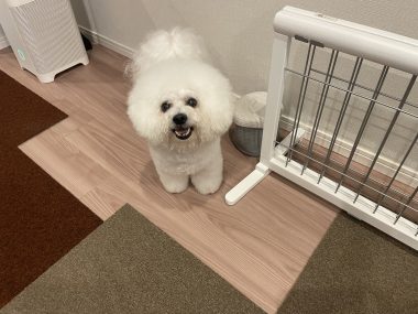 ビションフリーゼ　おもち  アジア的なスーパー IMG_0177-380x285