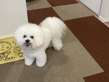 ビションフリーゼ　おもち  アジア的なスーパー IMG_0178-380x285