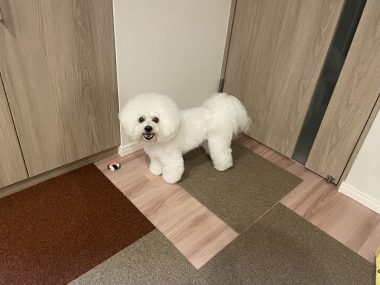 ビションフリーゼ　おもち  アジア的なスーパー IMG_0184-380x285