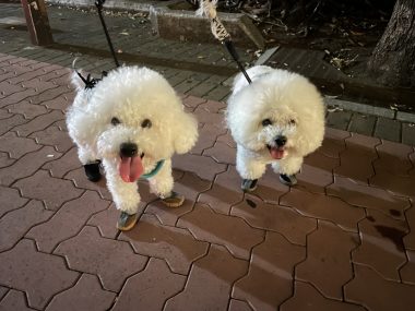 ビションフリーゼ　おもち  おもちとふくらむのブランケットいただきました♡ IMG_0236-380x285