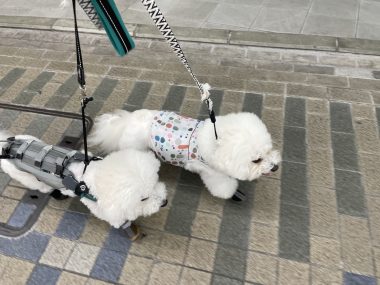 ビションフリーゼ　おもち  おもちとふくらむのブランケットいただきました♡ IMG_0237-380x285