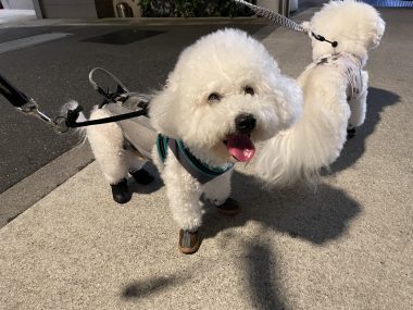 ビションフリーゼ　おもち  おもちとふくらむのブランケットいただきました♡ IMG_0238-380x285