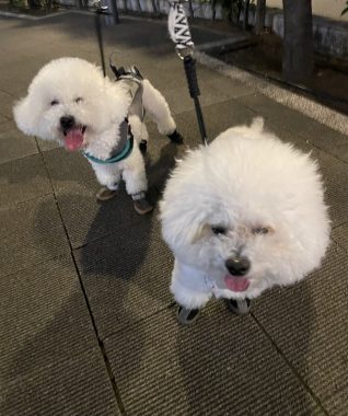 ビションフリーゼ　おもち  おもちとふくらむのブランケットいただきました♡ IMG_0240-318x380
