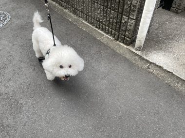 ビションフリーゼ　おもち  おもちとふくらむのブランケットいただきました♡ IMG_0249-380x285