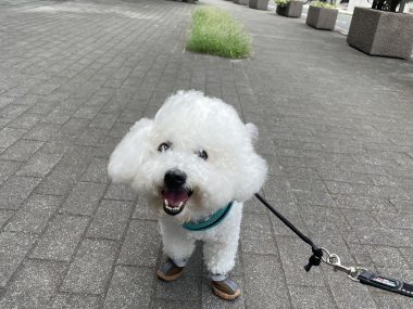 ビションフリーゼ　おもち  おもちとふくらむのブランケットいただきました♡ IMG_0251-380x285
