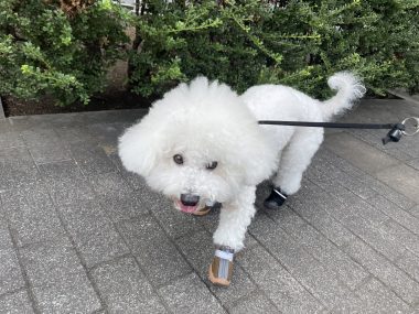 ビションフリーゼ　おもち  おもちとふくらむのブランケットいただきました♡ IMG_0255-380x285
