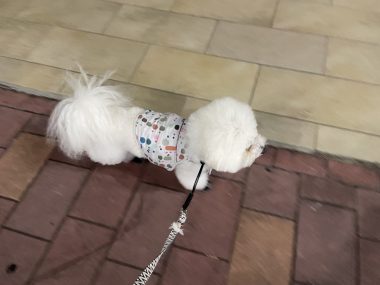 ビションフリーゼ　おもち  おもちとふくらむのブランケットいただきました♡ IMG_0266-380x285