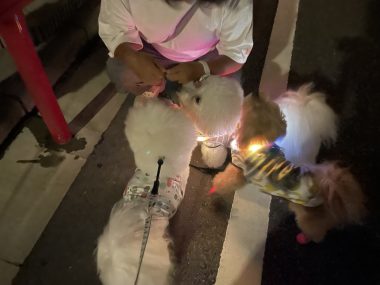 ビションフリーゼ　おもち  おもちとふくらむのブランケットいただきました♡ IMG_0267-380x285