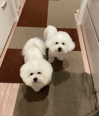 ビションフリーゼ　おもち  おもちとふくらむのブランケットいただきました♡ IMG_0268-326x380