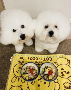 ビションフリーゼ　おもち  大葉とゴーヤを頂きました！ IMG_9741-301x380