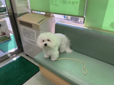 ビションフリーゼ　おもち  大葉とゴーヤを頂きました！ IMG_9746-380x285